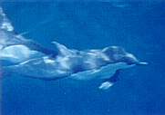 Common Dolphin