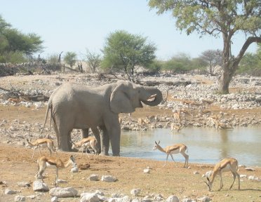 Great experience at this waterhole we've seen the big five within two hours